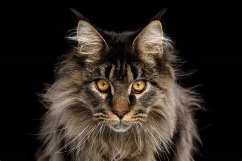 27300 Gato Maine Coon Fotografías De Stock Fotos E Imágenes Libres