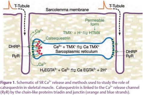 The Relatively High Ca2 Flux In Ca2 Sparks Could Be Due To The Ca