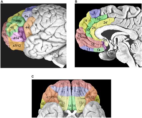 Areas Composing The Prefrontal Cortex Pfc According To The