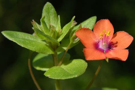 Scarlet Pimpernel Anagallis Arvensis Brilliant Creation