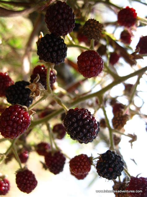 Mora In Spanish Or The Andean Blackberry Aka Mulberry High In Iron