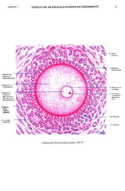 Atlas De Histologia Di Fiore Buena Calidad Evita Rivero Udocz