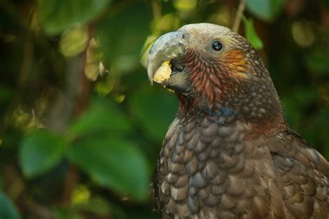 North Island Kaka Parrot 25926488 Stock Photo At Vecteezy