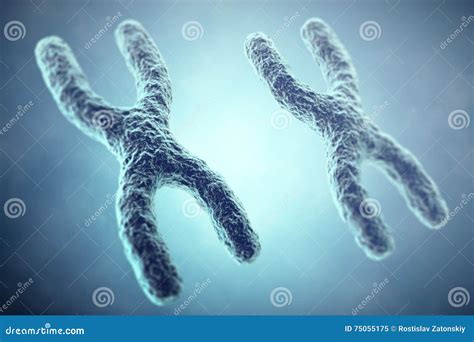 Xx Chromosome Concept Female Heterogametic Sex D Illustration Stock Illustration