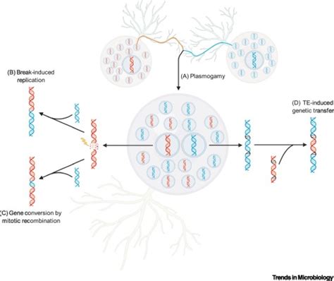 Parasexual And Sexual Reproduction In Arbuscular Mycorrhizal Fungi Room For Both Trends In