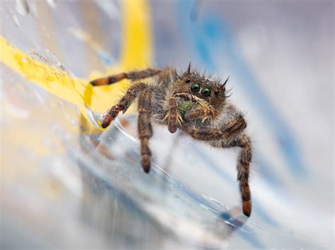 How Male Widow Spiders Avoid Being Cannibalized During Sex National Geographic