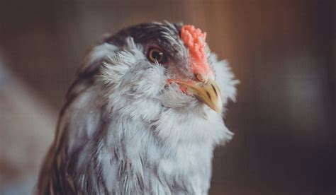 15 Breeds Of Chicken With Crazy Hair Farmhouse Guide