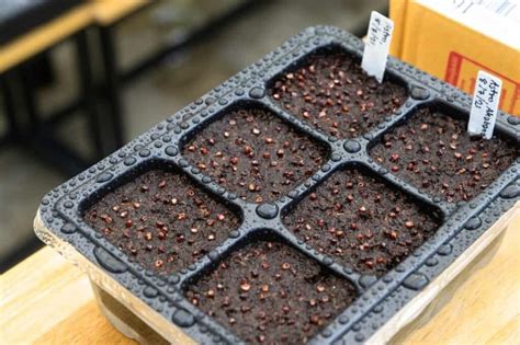 Types Of Succulent Seeds And How To Harvest And Grow Them Sublime Succulents