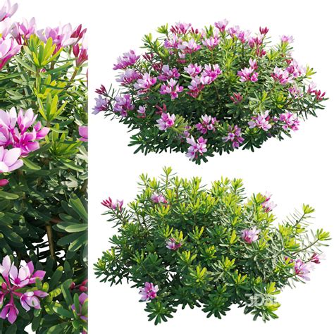 Daphne arbuscula - Shrubby daphne 01 3D model 3dbrute
