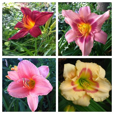 Care and Maintenance of Daylilies - Back Gardener