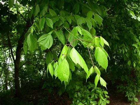 Acer Negundo Aceraceae Image At Phytoimages Siu Edu