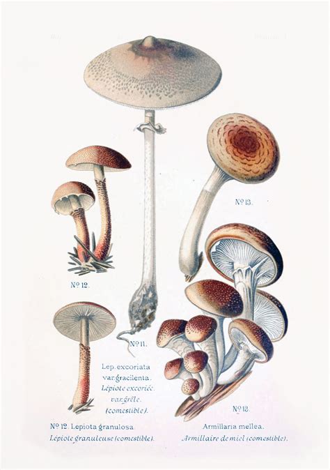 Mushrooms Vintage Art Old Free Stock Photo Public Domain Pictures