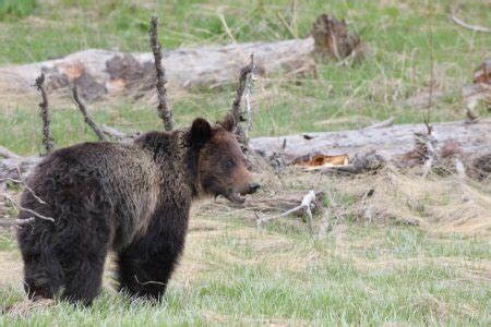 Yellowstone Grizzly Bears: Winter Habitat-Center of the West