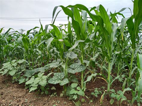 The Three Sisters Planting Technique - The Most Efficient Way To Grow Food