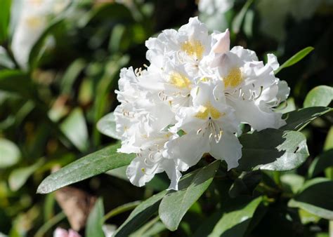 17+ white flowering evergreen shrubs