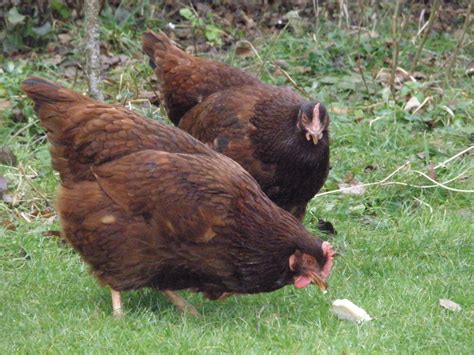 A Chicken Keepers Blog Chickens Top 5 Best Egg Laying Pure Breeds