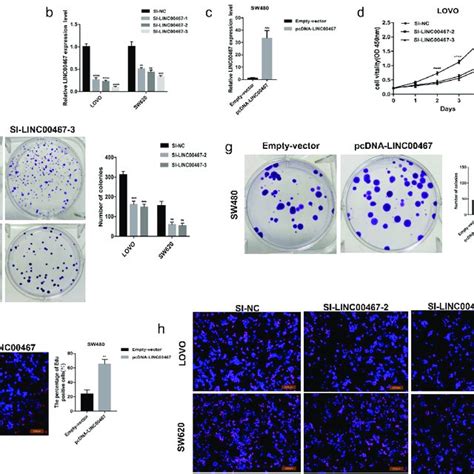 Linc00467 Promotes Colorectal Cancer Crc Cell Proliferation In Vitro