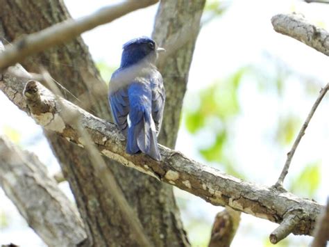 よく見かける身近な鳥の代表、ムクドリ・ヒヨドリ・ツグミの見分け方・区別 ｜スモールズー