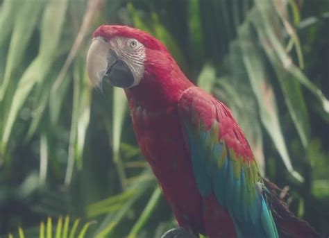 Watch This Parrot Preview Calvin Harris Star Studded New Album