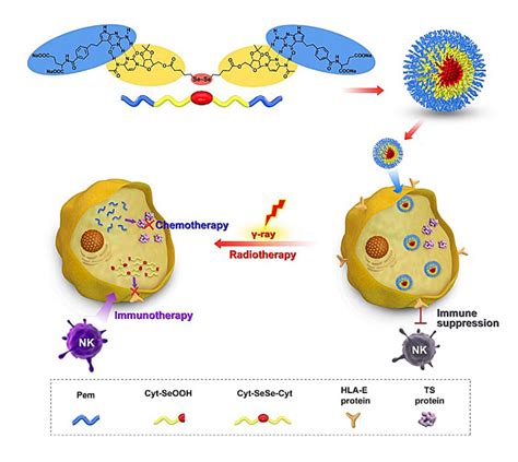 Angew Chem：二硒 培美曲塞组装体实现癌症免疫治疗与放化疗的联合疗法 X Mol资讯