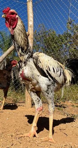 Ovos Galados Ndio Gigante Mais De Brinde Ovos