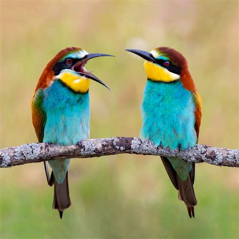 Are you a good listener? Or just think you are? - Le Scribe