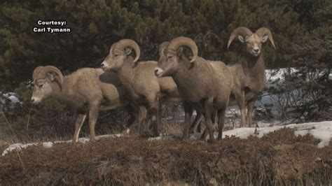 Bighorn sheep restoration project doubles population in Madison Valley