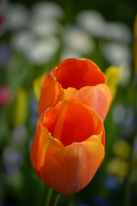 Kostenlose Foto Natur Blume Bl Tenblatt Tulpe Orange Fr Hling