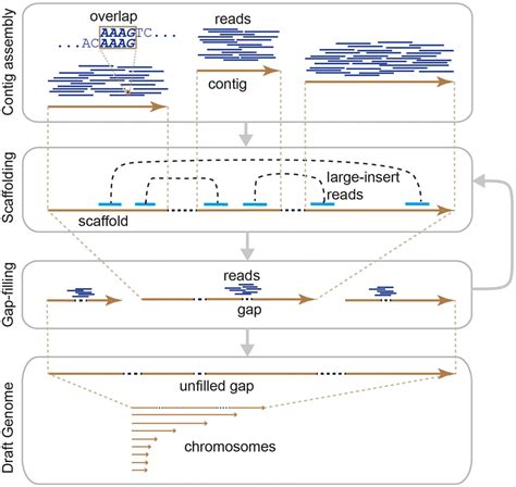 General Workflow Of The De Novo Assembly Of A Whole Genome By