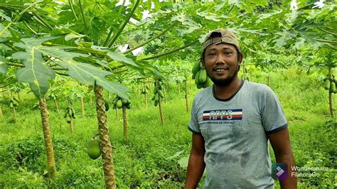 Berkebun Pepaya Kalifornia Ll Wow Hasilnya Luar Biasa Youtube