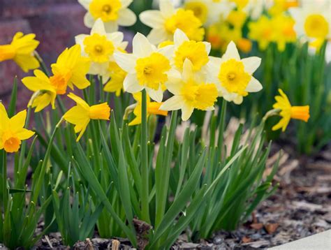 Narcisos Flores Magn Ficas Dicas Da Av