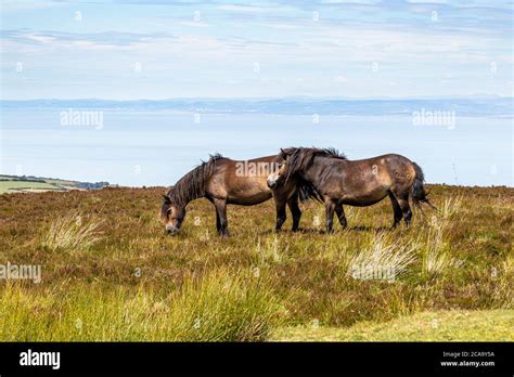 Exmoor National Park Exmoor Ponies On The Highest Point Of Exmoor