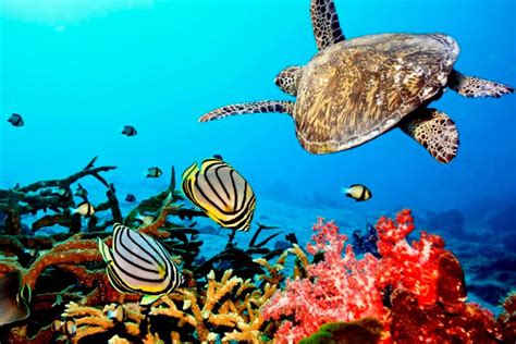 zanzibar-snorkeling - Award Tours & Safaris