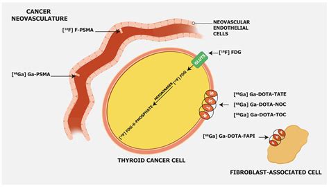 Cancers Free Full Text Molecular Theranostics In Radioiodine