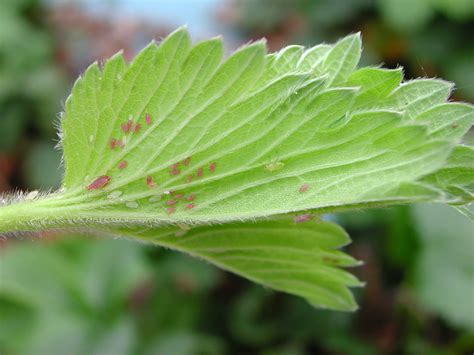 Aphid Pests Of Strawberry And Their Control AHDB