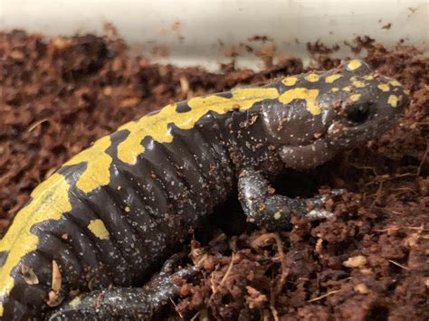 Help :( Is my salamander sick? I’m worried that his jaw looks swollen