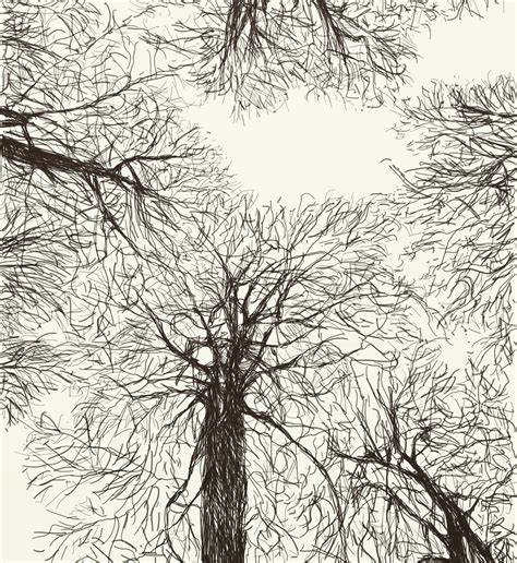 Baumwipfel | Baum, Zeichnung, Baumkrone