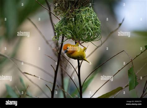 Las aves tejedoras Ploceidae de África también conocidas como