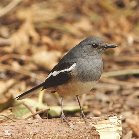 Oriental Magpie-Robin (female) | BirdForum