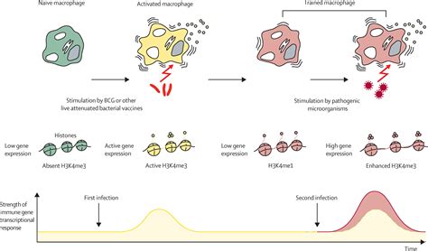 Years Of Mycobacterium Bovis Bacille Calmette Gu Rin The Lancet