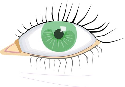 mata hijau organ tubuh gambar vektor gratis  pixabay