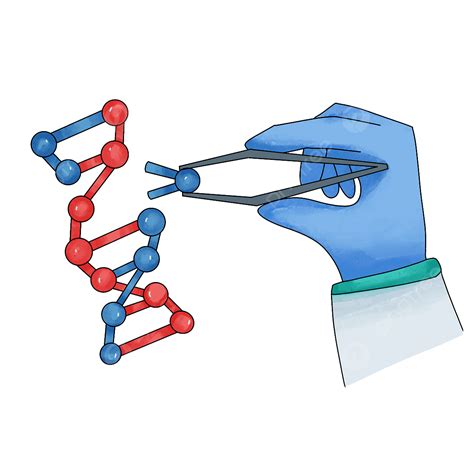 Los Genes Son Códigos En Genética PNG Gene Herencia Biología PNG y