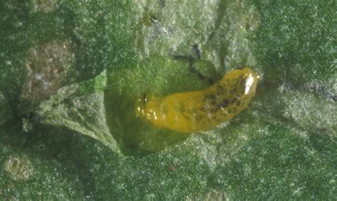 American Serpentine Leafminer Liriomyza Trifolii Burgess