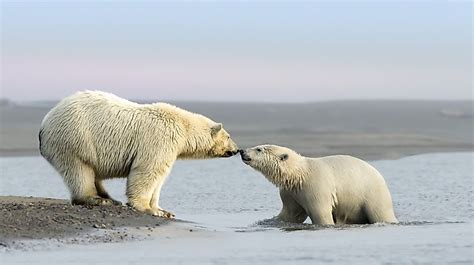 Locations Where You Can Find Polar Bears WorldAtlas 1020 Hot Sex Picture