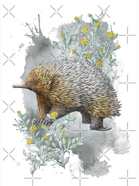 Echidna And Spiny Daisies Sticker For Sale By Elisemartinson Redbubble