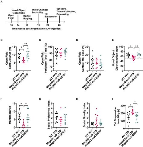 Hypothalamic Aav Bdnf Gene Therapy Improves Metabolic Function And