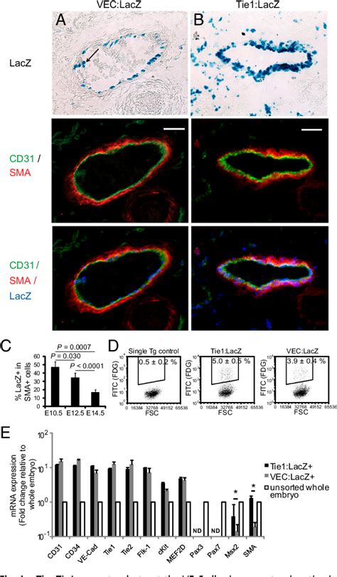 Figure 1 from Differentiation of vascular smooth muscle cells from ...