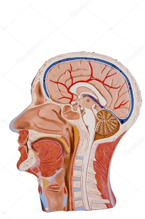 Coupe transversale de la tête humaine image libre de droit par