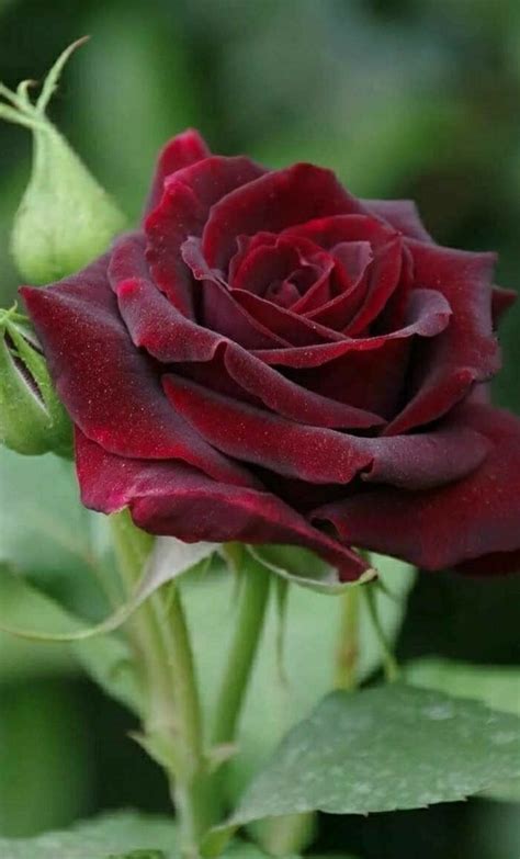 Pin By Neset Arici On Koparma G Lleri Dal Ndan Beautiful Rose Flowers