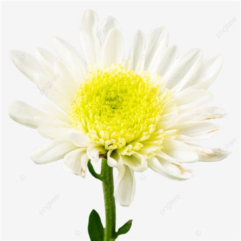 Double Ninth Double Ninth Festival White Chrysanthemum Chongyang